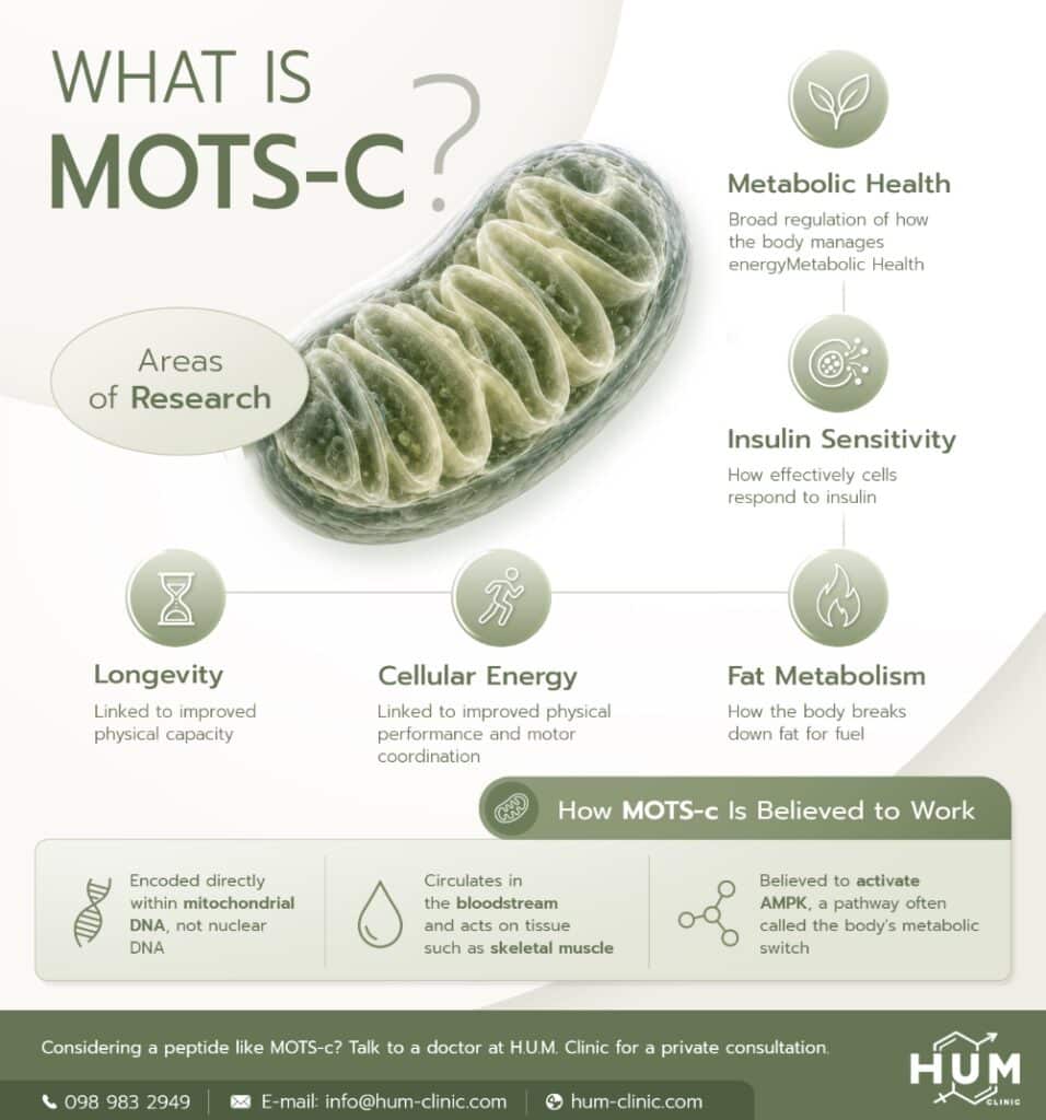 What Is MOTS-c?