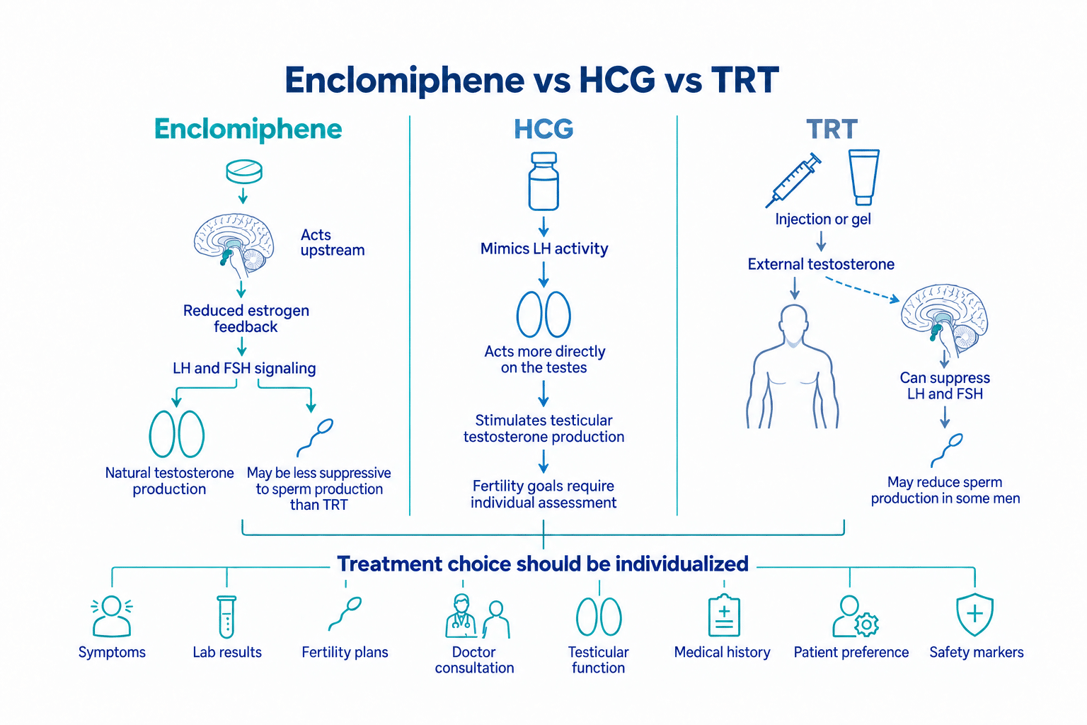 Comparison of enclomiphene acting upstream through LH and FSH, HCG mimicking LH at the testes, and TRT supplying external testosterone that may suppress LH, FSH, and sperm production.