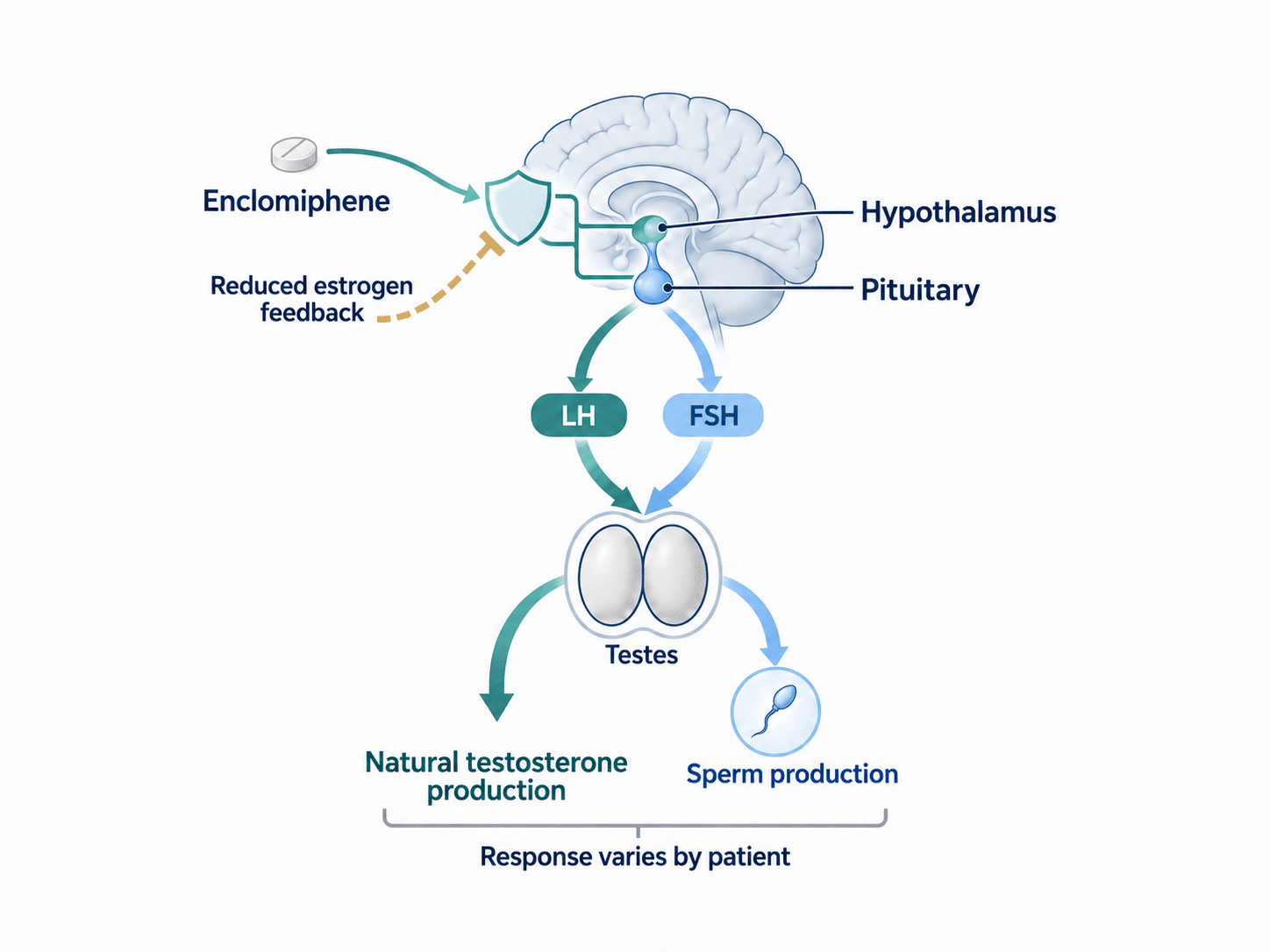 Diagram showing enclomiphene reducing estrogen feedback at the hypothalamus and pituitary, increasing LH and FSH signaling that supports natural testosterone and sperm production.
