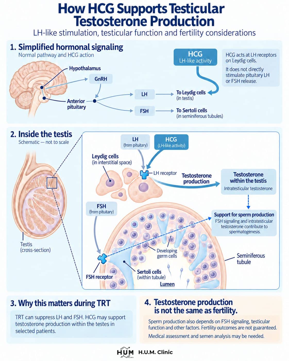 Diagram showing HCG acting at LH receptors on Leydig cells to support testicular testosterone production, with a separate FSH pathway for sperm production.