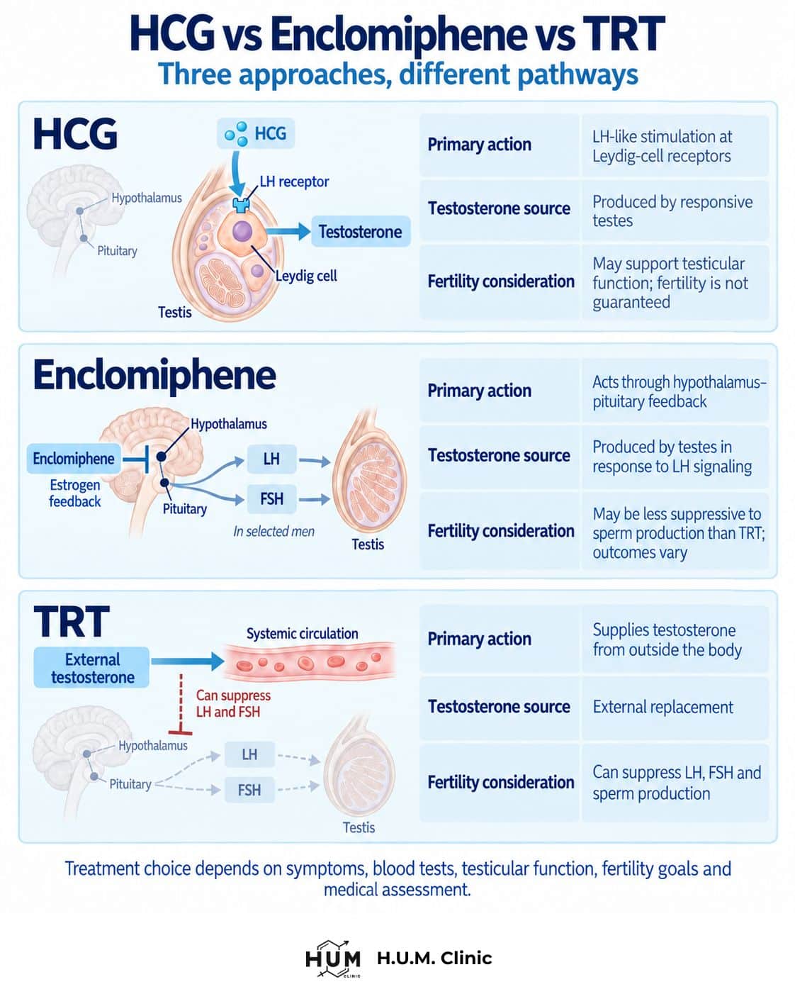 Comparison diagram showing HCG acting at the testes, enclomiphene acting through hormone feedback, and TRT supplying testosterone from outside the body.