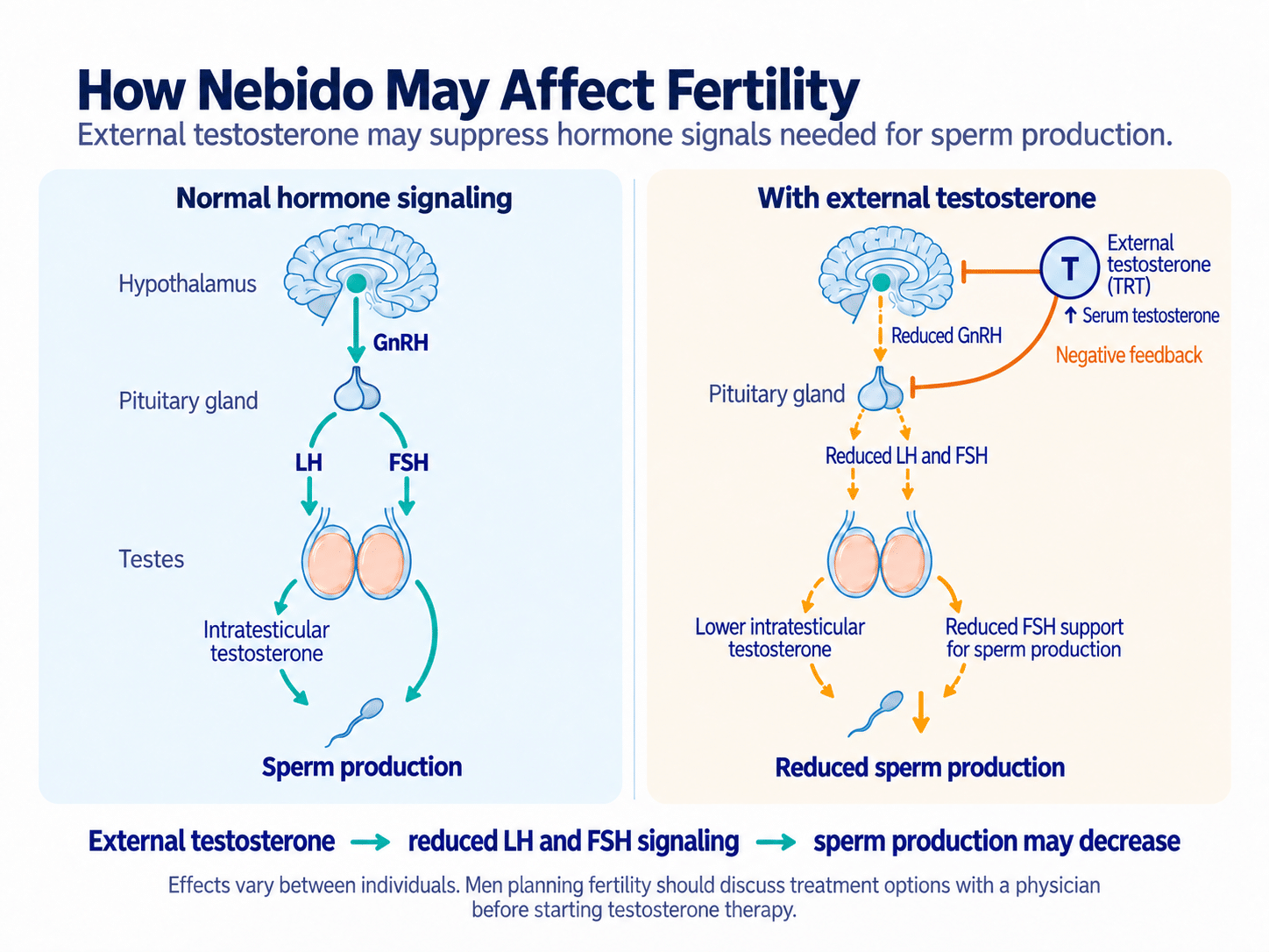 Diagram showing how external testosterone lowers GnRH, LH and FSH signaling and may reduce sperm production