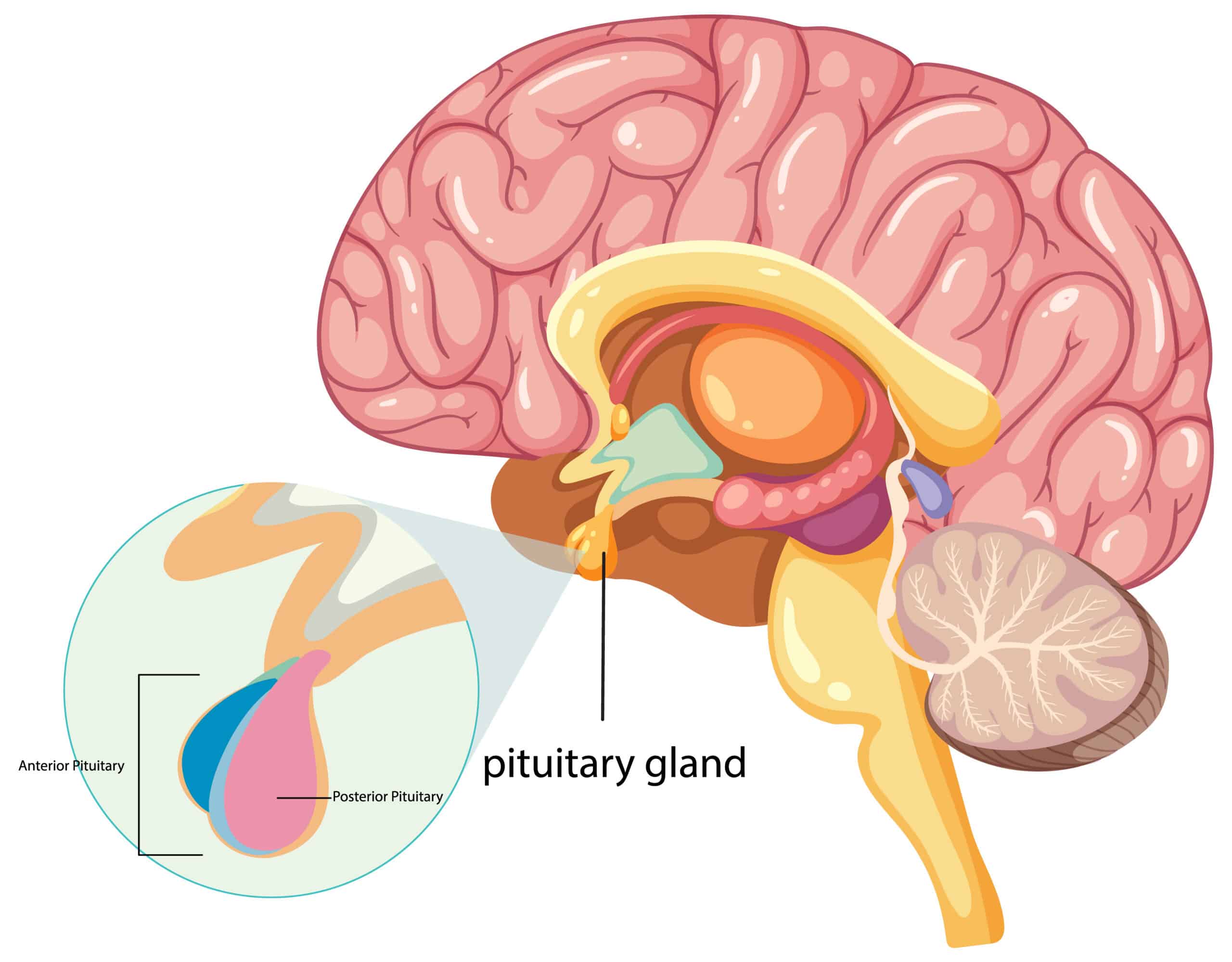 Anatomical diagram showing the pituitary gland beneath the brain