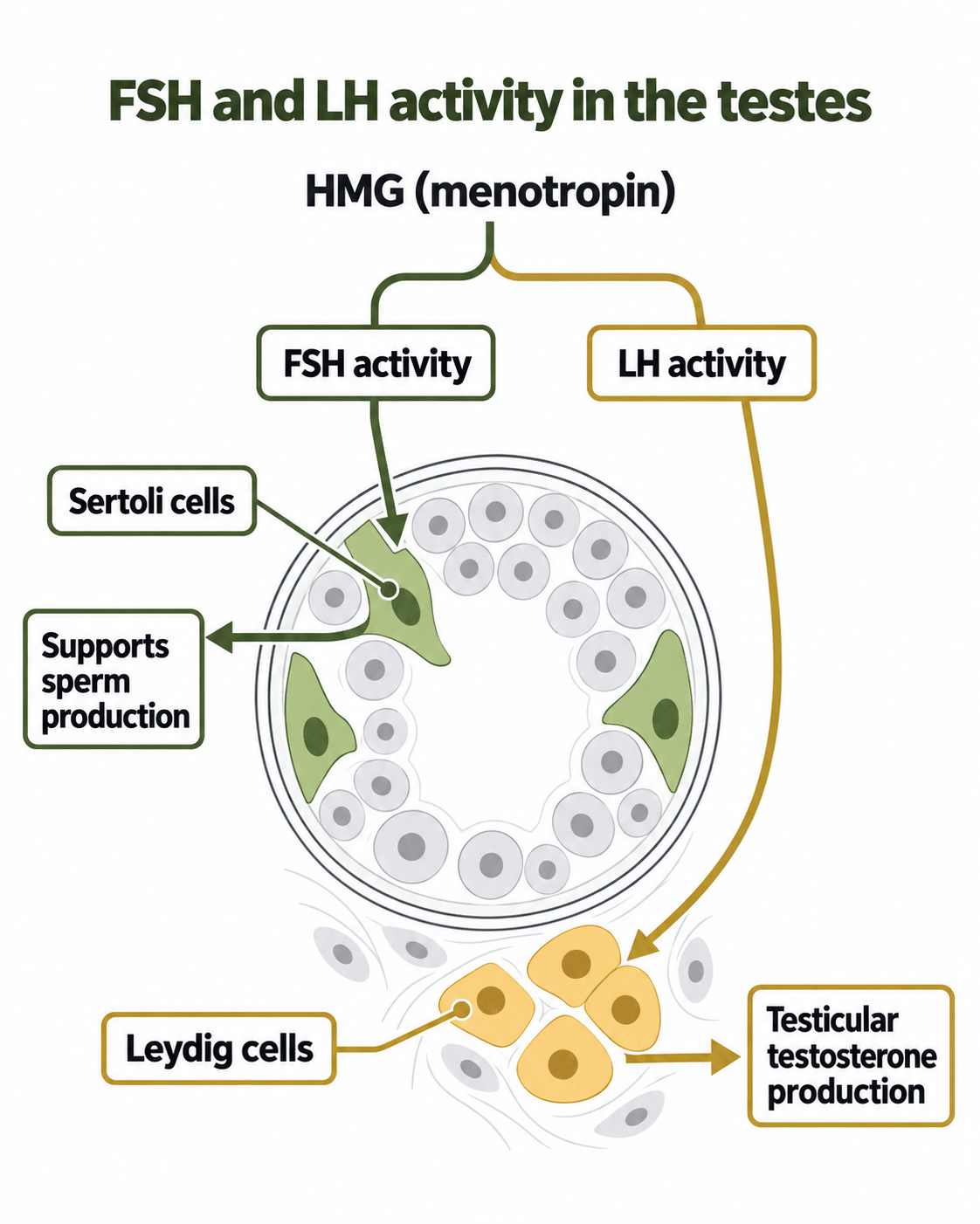 HMG diagram showing FSH activity supporting Sertoli cells and sperm production, and LH activity stimulating Leydig cells and testicular testosterone production.