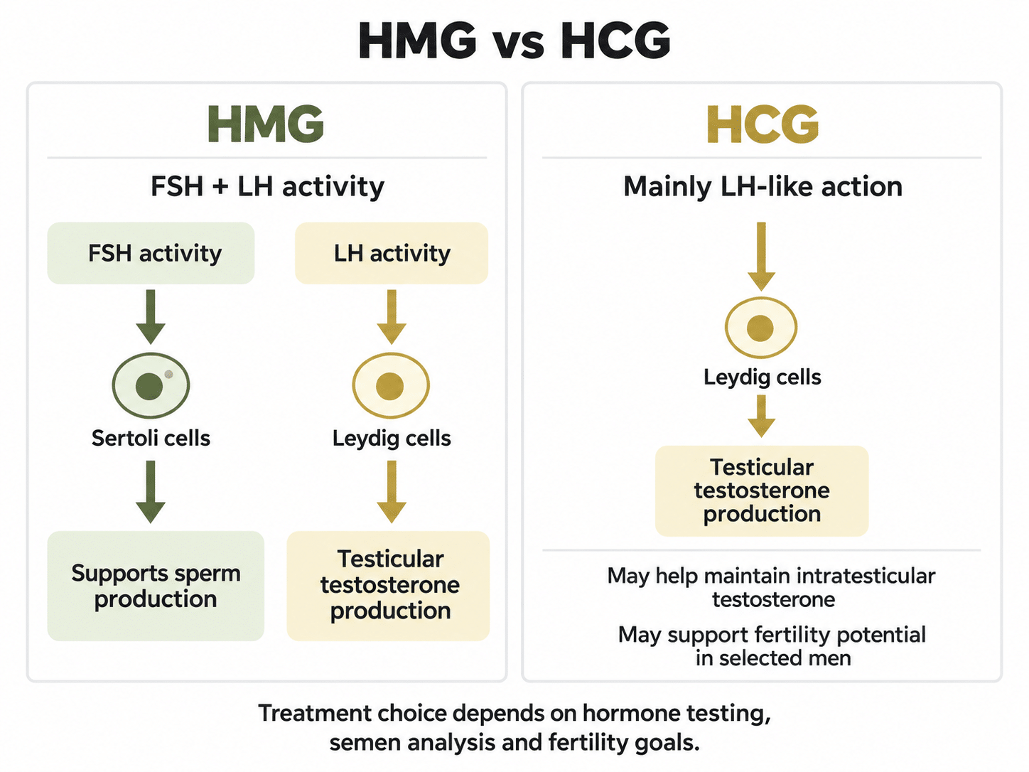 Side-by-side comparison showing HMG with FSH and LH activity and HCG with mainly LH-like action.