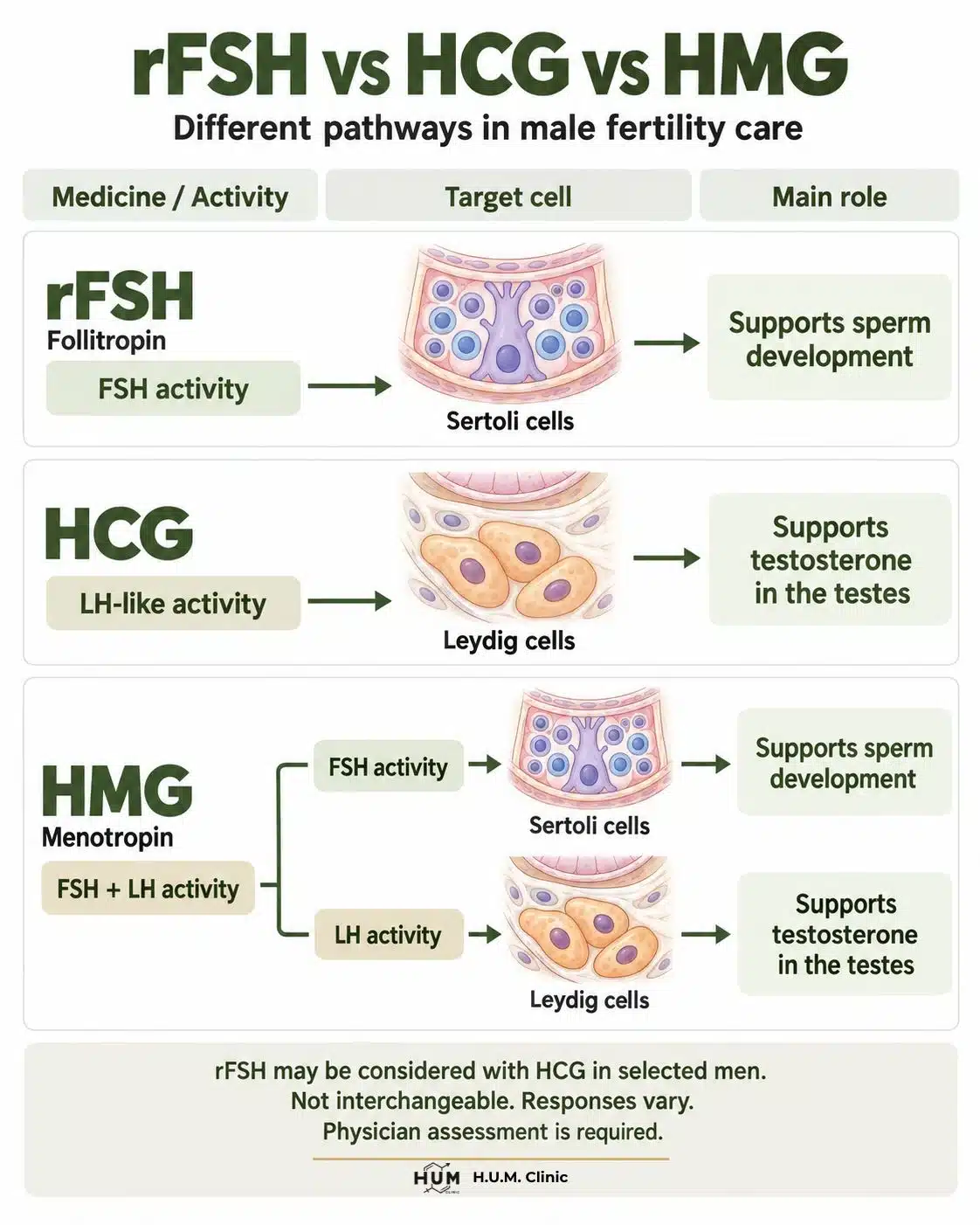 Comparison of rFSH acting on Sertoli cells, HCG acting on Leydig cells, and HMG providing FSH and LH activity.