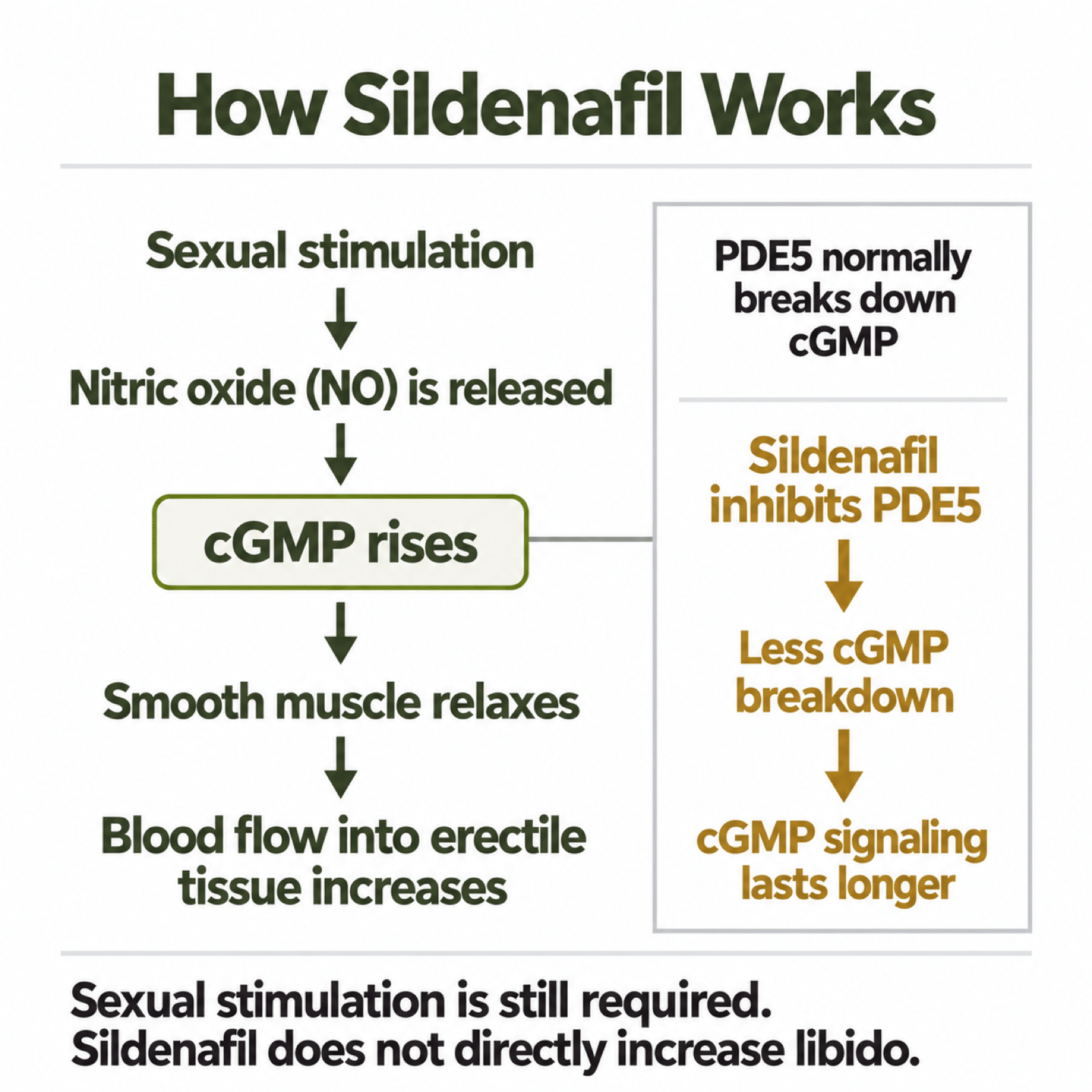 Diagram showing sexual stimulation increasing cGMP while sildenafil inhibits PDE5, slowing cGMP breakdown and supporting blood flow to erectile tissue.
