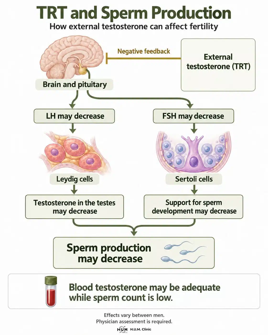 Diagram showing how TRT can suppress LH and FSH, reduce testosterone in the testes, and decrease support for sperm production.